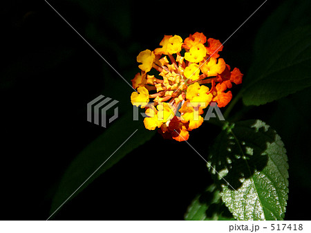 ランタナの光と影 517418