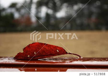 落ち葉一枚 517808