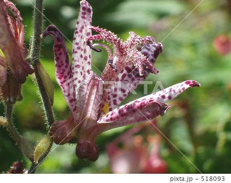 ホトトギス ホトトギス 518093