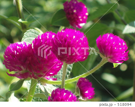 センニチボウズ センニチボウズ 518094