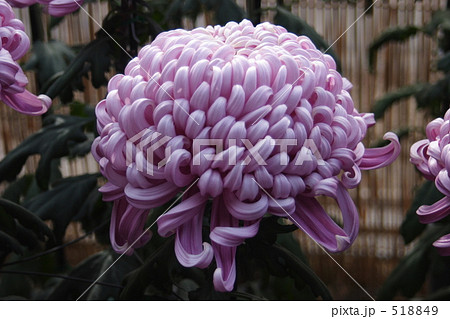 紫菊 518849