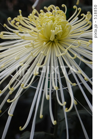 白い火花 白い火花 518850