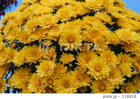 菊ドーム 菊ドーム 518858