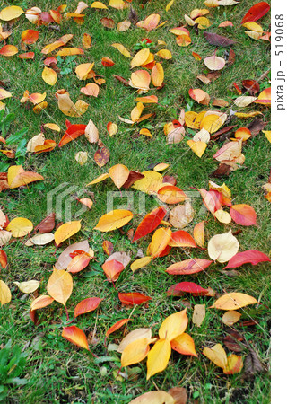 落ち葉 519068