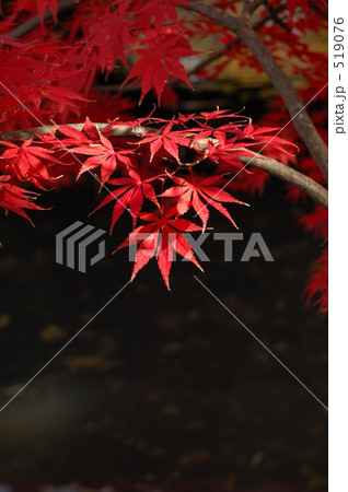 清流の紅葉 519076