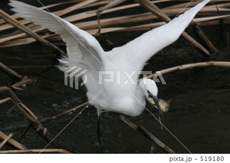 こぶな捕ったー 519180