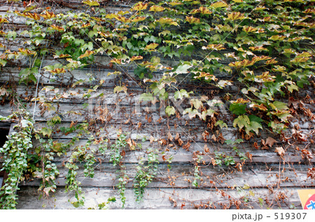 ツタがからまる古民家の壁 ツタがからまる古民家の壁 519307