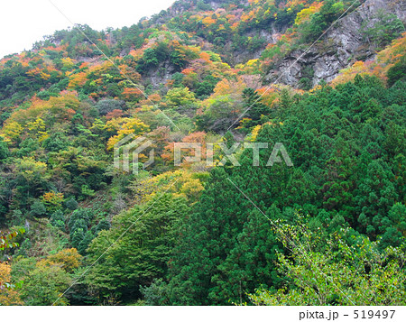 紅葉の渓谷 519497