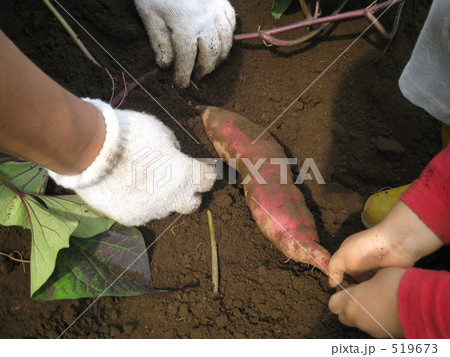親子で芋掘り 519673