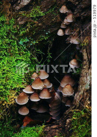 ムーミン谷 519979