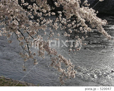 鴨川の桜 520047