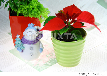 クリスマス 雪だるまとポインセチア 5 クリスマス 雪だるまとポインセチア 5 520056