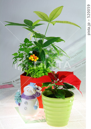 クリスマス 雪だるまとポインセチア 3 クリスマス 雪だるまとポインセチア 3 520059