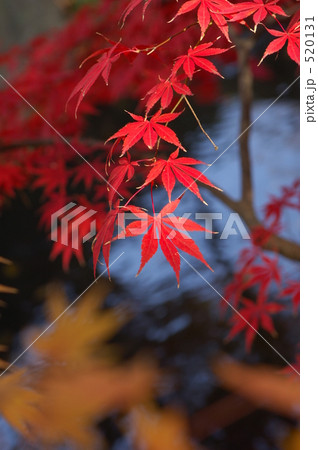 紅葉 520131
