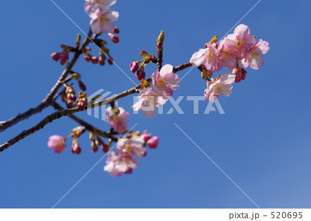 河津桜8 河津桜8 520695