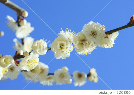 白梅 白梅 520800