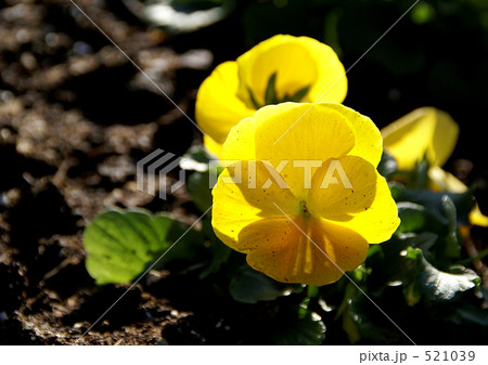 パンジー パンジー 521039