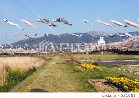 鯉のぼり　いっせいに泳ぐ 521083