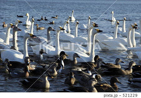 諏訪湖の白鳥 521229