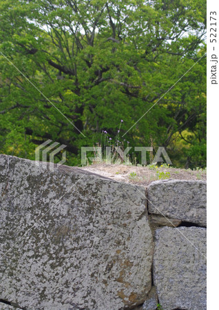 城の石垣の上に咲く 522173