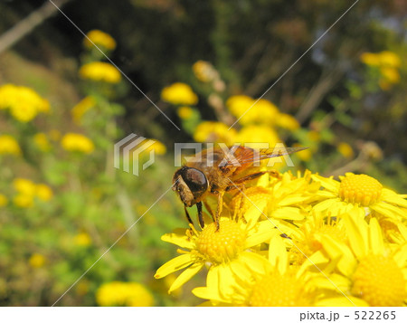 ナミハナアブ 522265