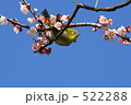 めじろ 522288