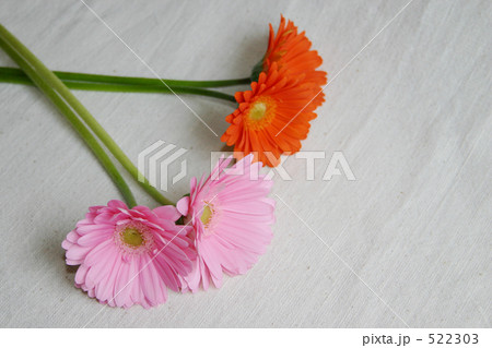 置かれたガーベラ 置かれたガーベラ 522303
