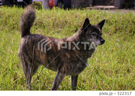 草の上でたたずむ甲斐犬 522317