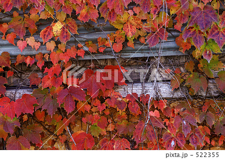 廃屋のツタの紅葉 廃屋のツタの紅葉 522355