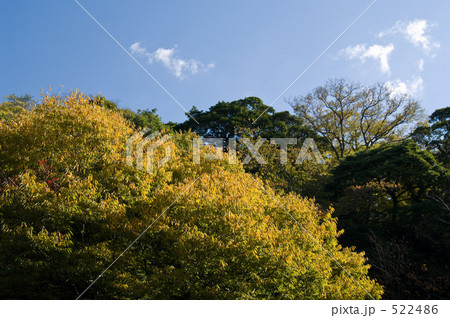 ナンジャモンジャの樹 522486