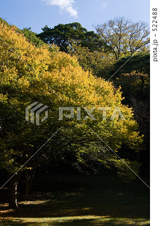 ナンジャモンジャの樹 ナンジャモンジャの樹 522488