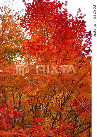 真っ赤なもみじ 522802