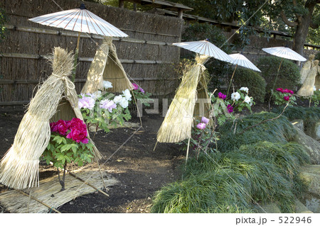 ぼたん庭園 522946