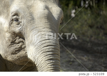 インド象 523109
