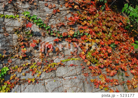秋の壁 秋の壁 523177