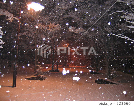 雪の並木道 雪の並木道 523666