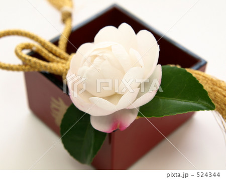 山茶花と金の紐 山茶花と金の紐 524344