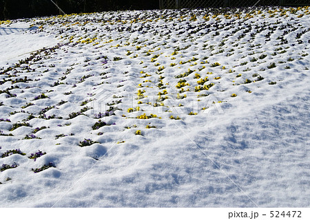 雪の花壇 524472