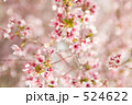 富士桜（フジザクラ） 524622