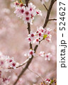 富士桜（フジザクラ） 524627