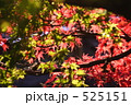 もみじ 525151