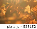 紅葉 525152