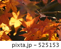 紅葉 525153