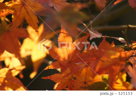 紅葉 525153