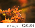 紅葉 525154