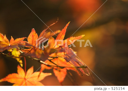 紅葉 525154