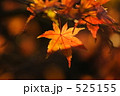 もみじ 525155