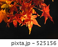 紅葉 525156