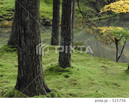 苔の庭 525756