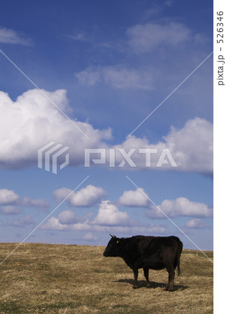 Happy Cow Year !! Happy Cow Year !! 526346